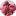 Icon apsheronsk-flower.ru