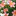 flowerss8.ru