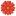 MiLo flowers